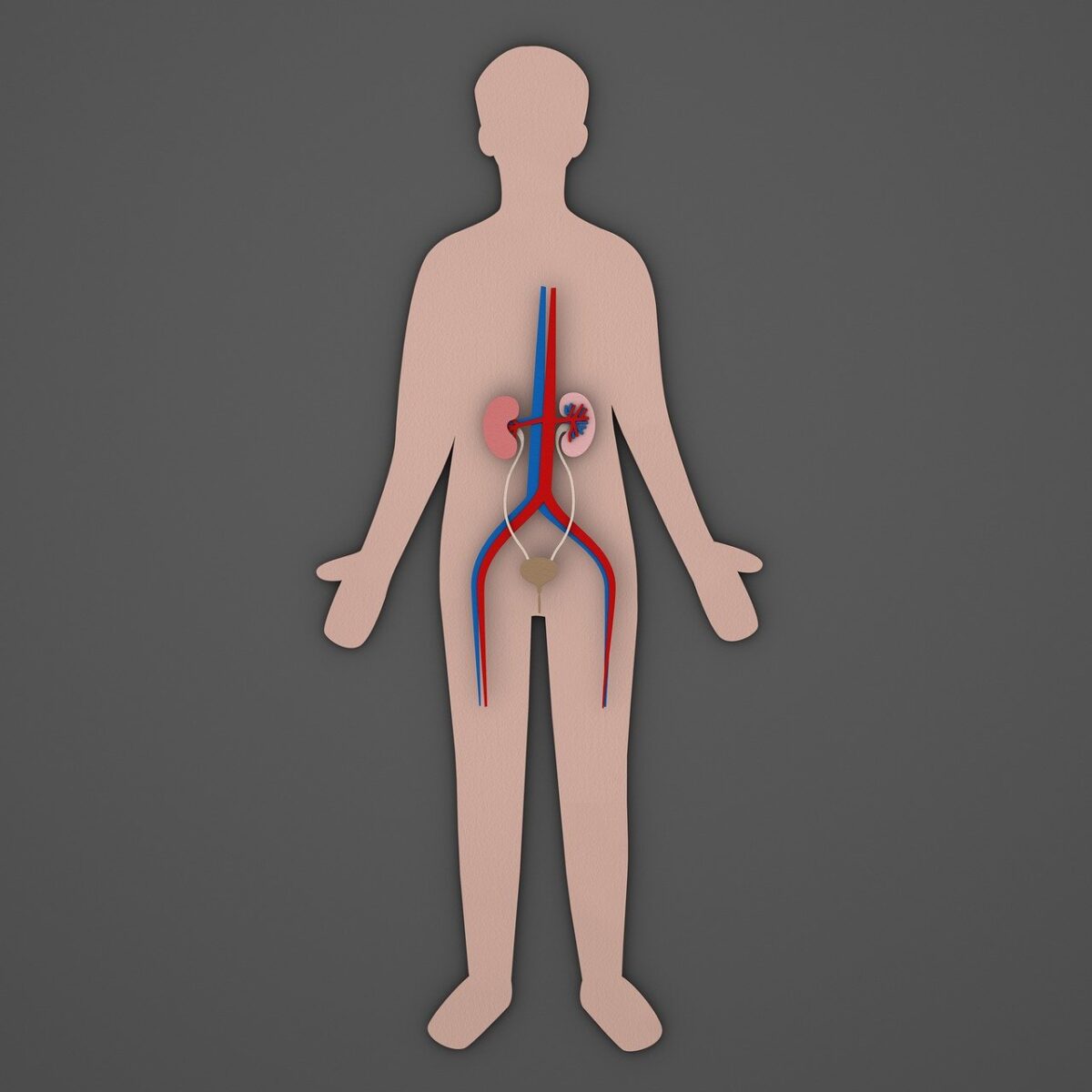 urinary, urology, urine, system, kidney, bladder, kidneys, human, anatomy